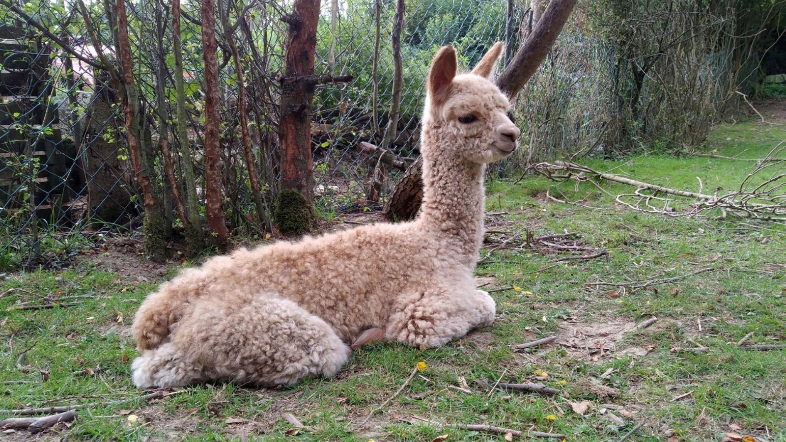 Alpaka liegend