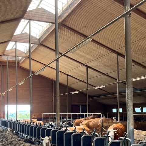 Milchkühe in Weckelweiler