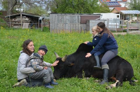 Kinder mit Betreuerinnen und einem Zebu auf einer Wiese
