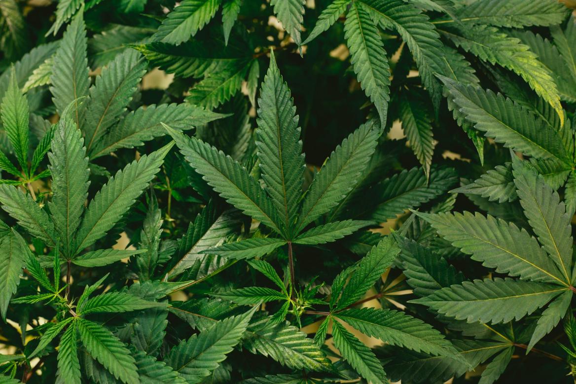 Cannabispflanzen