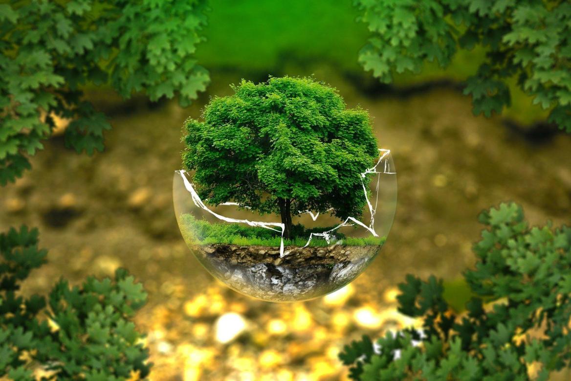 Bonsai B&auml;umchen