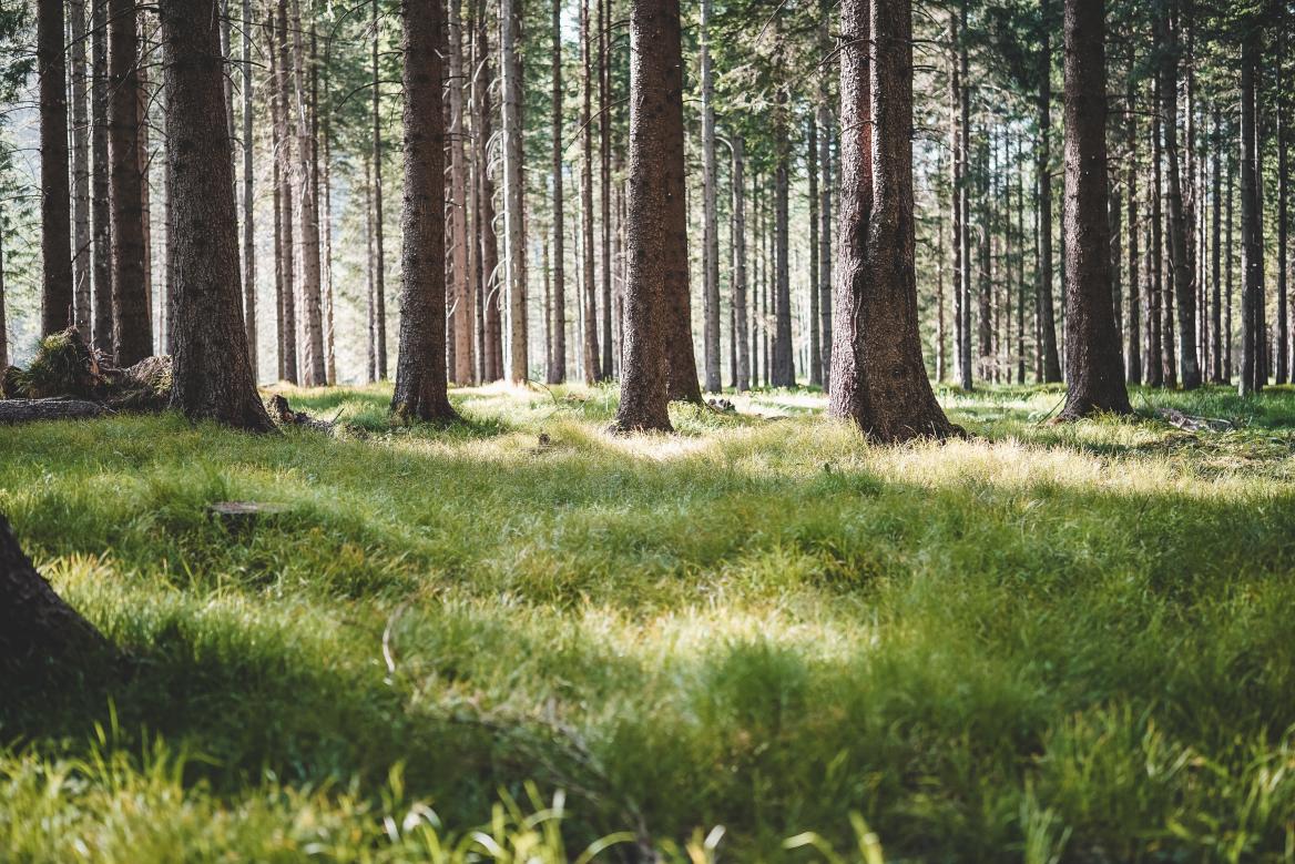 Waldlichtung 