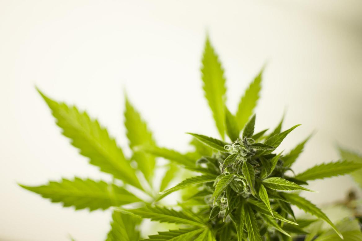 Cannabispflanze vor hellem Hintergrund